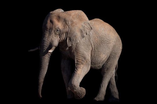Lopende olifant op zwart