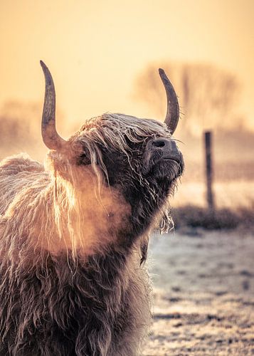Schottischer Highlander in der Morgensonne von Steve Watteeuw