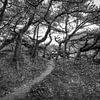 Wandelen langs natuurpad Alloo op Texel van Texel eXperience