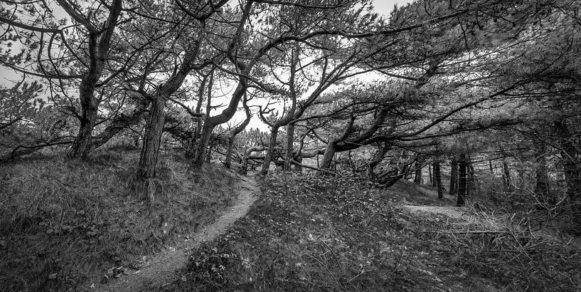 Wandern auf dem Naturlehrpfad Alloo auf Texel von Texel eXperience