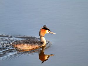 Grebe, water bird