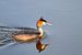 Taucher, Wasservogel von Ronald Smits