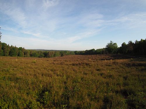 Vue sur la lande de la montagne Amerongse
