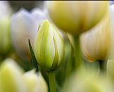 Middelpunt  witte tulp van Marly De Kok thumbnail