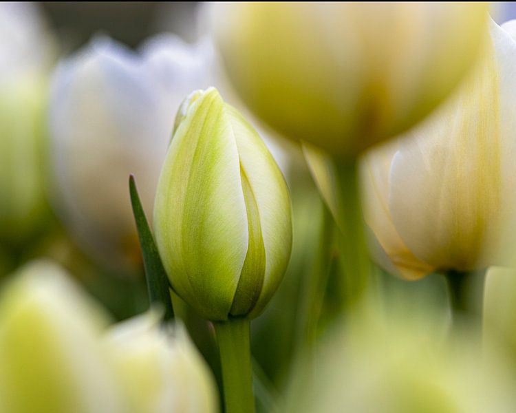 Middelpunt  witte tulp van Marly De Kok