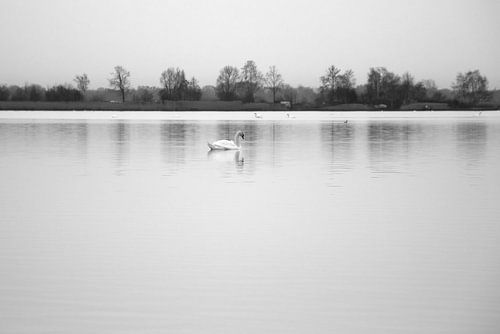 Eenzame zwaan