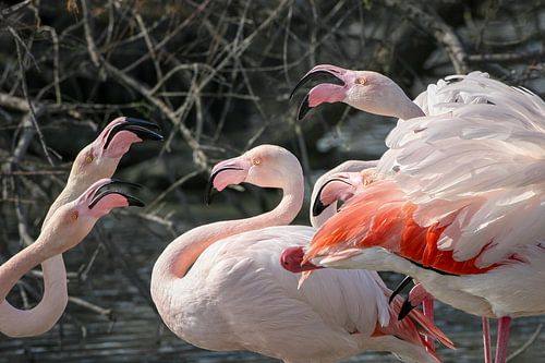 Flamingo
