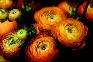 Drawn By Nature, solide Sonnenlicht #001