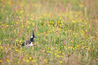 Lapwing in the herbaceous grass - Natural Ameland