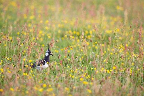 Kieviet in het kruidenrijke gras - Natuurlijk Ameland