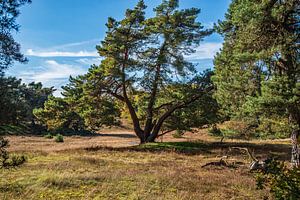 Paysage de pins en été