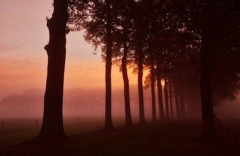 Boomsilhouetten in de mist tijdens zonsopkomst. van Sran Vld Fotografie