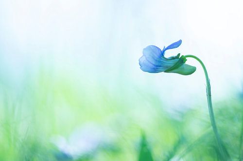Wild pansy during a beautiful spring morning