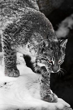 Verkleurde kat lynx met gele ogen loopt zijwaarts en naar beneden de koude sneeuw van Michael Semenov