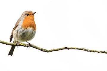 Robin on a branch by Fotografie Jeronimo