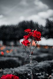 Rosen in Sommer von Jonas Lechner