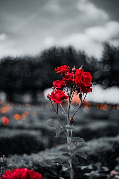 Roses en été par Jonas Lechner