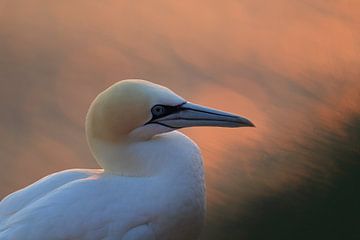 Gannets Helgoland Island Germany by Frank Fichtmüller
