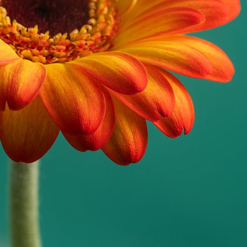 Even anders: Een warme oranje-gele Gerbera van Marjolijn van den Berg