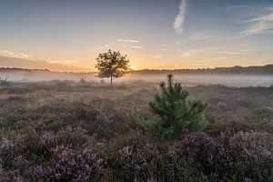 Kerstboom bij zonsopkomst op de Tafelbergheide