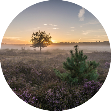 Kerstboom bij zonsopkomst op de Tafelbergheide