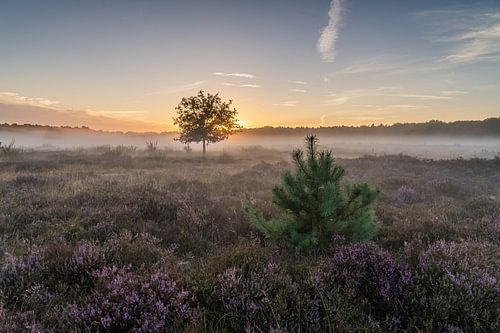 Kerstboom bij zonsopkomst op de Tafelbergheide