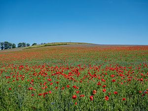 Champ de coquelicots en fleurs à la campagne en été sur Animaflora PicsStock