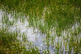 Plassen water staan op een veld met gras