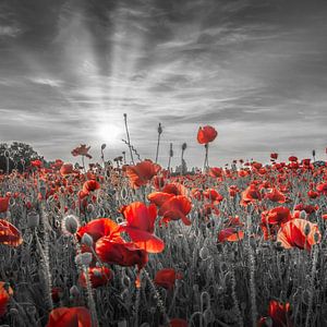Poppies in sunset | colorkey