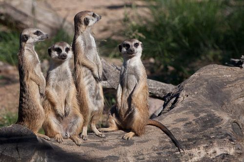 Schattige Afrikaanse dieren stokstaartjes (Timon) kijken aandachtig en nieuwsgierig.