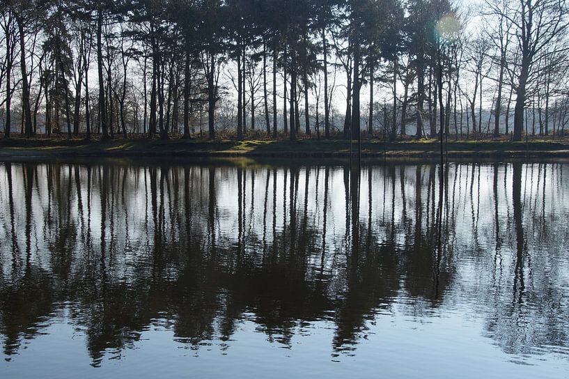 reflective row of trees by wil spijker