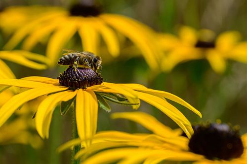 Honey bee on sunflower