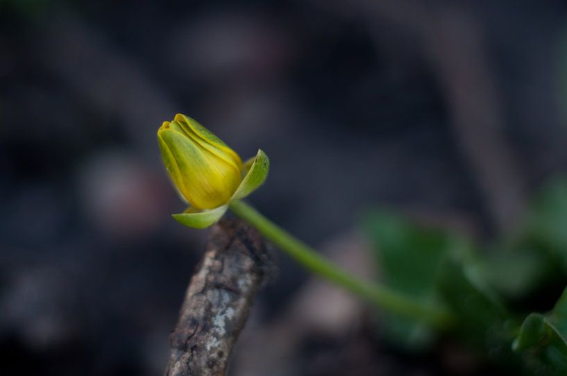 Tapfere gelbe Blume von Anita van Hengel