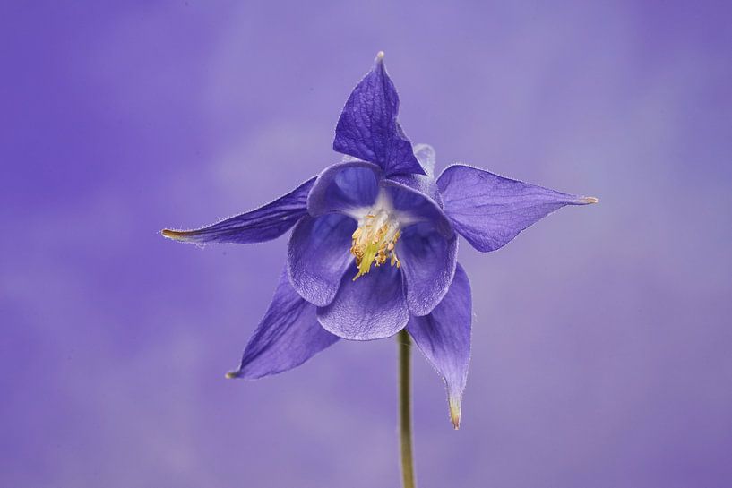 Nahaufnahme eines violetten Acelei von Cor de Hamer