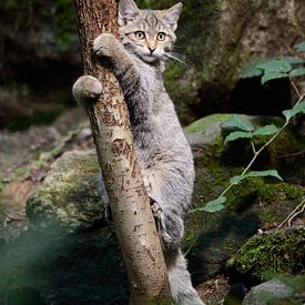 à l'arbre à chat... Chat sauvage d'Europe *Felis silvestris sur wunderbare Erde