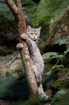 bij de kattenboom... Europese wilde kat *Felis silvestris* van wunderbare Erde