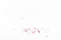 fallende Blütenblätter 1 von Anita Visschers Miniaturansicht