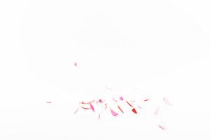fallende Blütenblätter 1 von Anita Visschers
