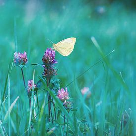 Vlinder op bloemen van Andreas Bechinie von Lazan