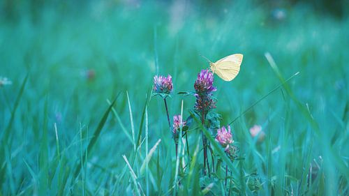 Butterfly on flowers