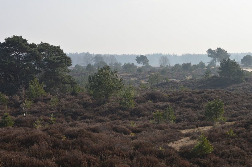 Heide by Ingrid Wiersma