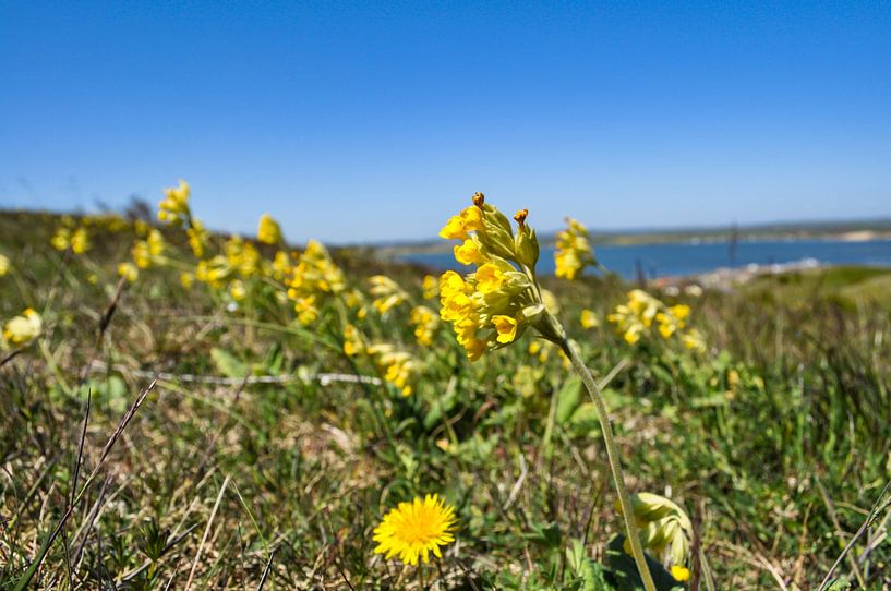 Schlüsselblumen am Groß Zicker, Blick Gager von GH Foto & Artdesign