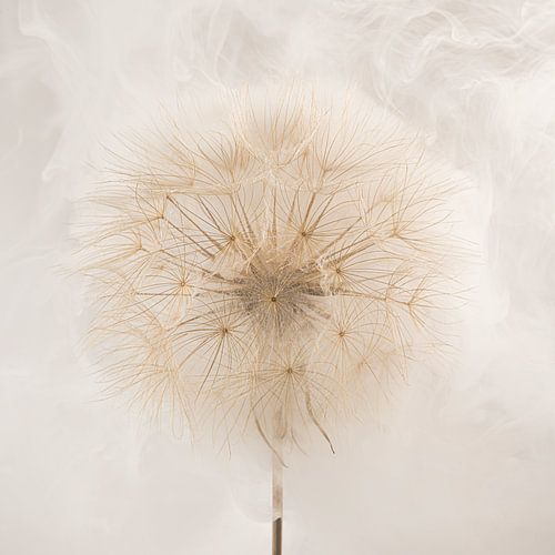 Minimalist tranquillity: A protective haze around the fluff by Marjolijn van den Berg