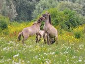 Stoeiende Konik paarden van Franciska de Vos thumbnail