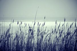 Reed Grass at the Bodden lake