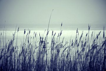 Reed Grass at the Bodden lake van Jörg Hausmann
