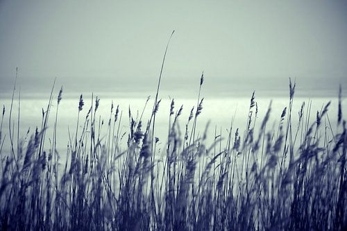 Reetgras am Saaler Bodden