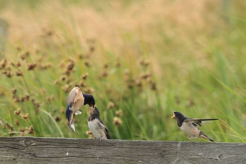 Swallows by Rinnie Wijnstra (FotoAmeland )