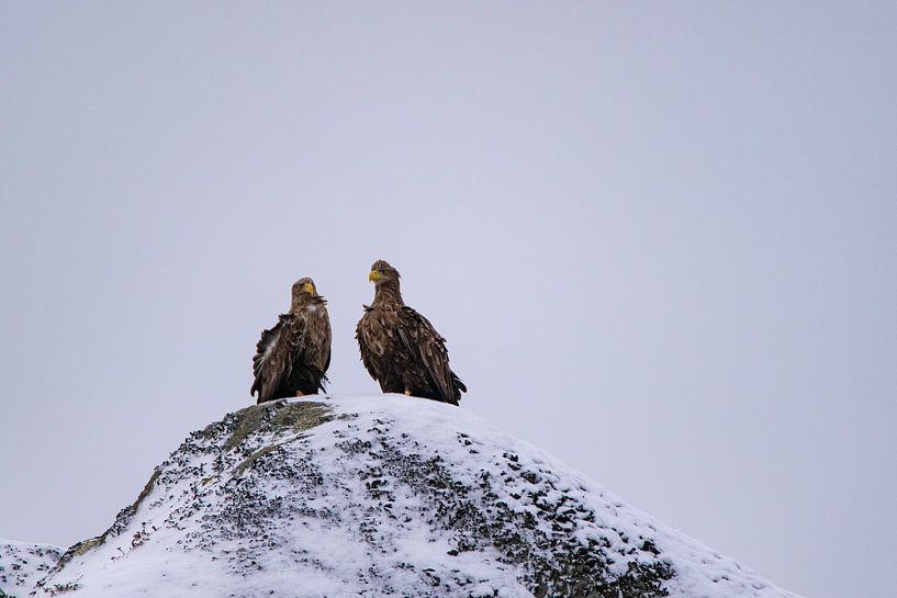 Zeearend in Raftsund van Kai Müller