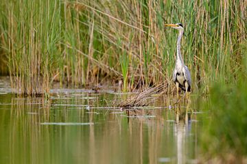 Blauwe reiger (Ardea cinerea) van Dirk Rüter